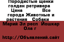 Породистые щенки голден ретривера › Цена ­ 25 000 - Все города Животные и растения » Собаки   . Марий Эл респ.,Йошкар-Ола г.